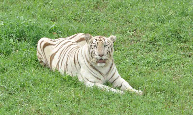 White Tiger Inside Kamla Nehru Prani Sangrhalaya (Indore Zoo)