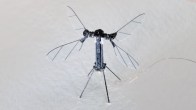 mosquito-sized drones