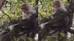 Viral Video: Monkey Snatches Bundle Of Rs 500 Notes, Rains Money From Tree At Guna Caves In Kodaikanal