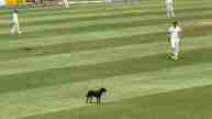 Dog invades pitch